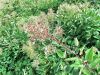 025_13_03ag_Srobot_pokoncni_Clematis_recta_2014_07120001.jpg