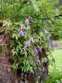 025_13_06ba_srobot_planinski_Clematis_alpina_DSC00047.jpg