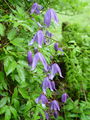 025_13_06bb_planinski_srobot_Clematis_alpina_DSC00078.jpg