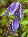 025_13_06bc_planinski_srobot_Clematis_alpina_DSC00641.jpg
