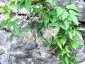 025_13_06bd_Srobot_planinski_Clematis_alpina_2014_06210101.jpg