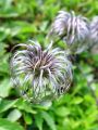 025_13_06be_Srobot_planinski_Clematis_alpina_bd.jpg