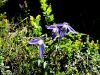 025_13_06bf_srobot_planinski_Clematis_alpina_IMG_2218a.jpg