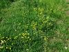 025_14_04aa_zlatica_plazeca_Ranunculus_repens_2012_05100012a.jpg