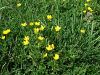 025_14_04ab_zlatica_plazeca_Ranunculus_repens_2012_05100013a.jpg