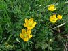 025_14_04ac_zlatica_plazeca_Ranunculus_repens_2012_05100014a.jpg