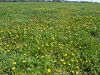 025_14_04ba_zlatica_plazeca_Ranunculus_repens.jpg