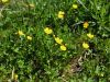 025_14_04bb_zlatica_plazeca_Ranunculus_repens_IMG_3592a.jpg