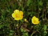 025_14_04bc_zlatica_plazeca_Ranunculus_repens_IMG_3590a.jpg