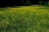 025_14_06ba_zlatica_ripeca_Ranunculus_acris_IMG_3733a.jpg