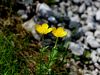 025_14_08bc_zlatica_koroska_Ranunculus_carinthiacus_IMG_7439.JPG