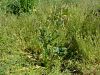 025_14_12ba_zlatica_gomoljasta_Ranunculus_bulbosus_IMG_0375a.jpg