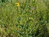 025_14_12bb_zlatica_gomoljasta_Ranunculus_bulbosus_IMG_0372a.jpg