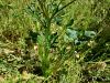 025_14_12bc_zlatica_gomoljasta_Ranunculus_bulbosus_IMG_0374a.jpg