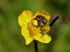 025_14_12bd_zlatica_gomoljasta_Ranunculus_bulbosus_IMG_0370a.jpg