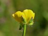 025_14_12be_zlatica_gomoljasta_Ranunculus_bulbosus_IMG_0371a.jpg