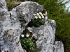 025_14_24bf_zlatica_alpska_Ranunculus_alpestris_IMG_3823a.jpg
