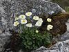 025_14_24bg_zlatica_alpska_Ranunculus_alpestris_IMG_3822a.jpg