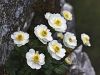 025_14_24bh_zlatica_alpska_Ranunculus_alpestris_IMG_3824a.jpg