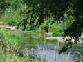 025_14_34ba_zlatica_vodna_lasastolistna_2009_07150023.jpg