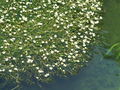 025_14_34bb_zlatica_vodna_lasastolistna_2009_07150018.jpg