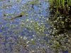 025_14_35ca_vodna_zlatica_razkrecenolistna_Ranunculus_circinatus_IMG_6177a.jpg