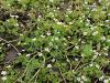 025_14_35cb_vodna_zlatica_razkrecenolistna_Ranunculus_circinatus_IMG_6178a.jpg