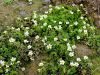 025_14_35cc_vodna_zlatica_razkrecenolistna_Ranunculus_circinatus_IMG_6180a.jpg