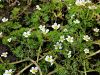 025_14_35cd_vodna_zlatica_razkrecenolistna_Ranunculus_circinatus_IMG_6179a.jpg