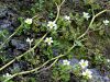 025_14_35ce_vodna_zlatica_razkrecenolistna_Ranunculus_circinatus_IMG_6176a.jpg