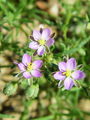 029_17_01bc_rdeca_nitnica_Spergula_rubra_DSC01769.jpg