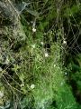 029_22_03aba_Slanozor_volnati_Heliosperma_veselskyi_subsp__widderi_DSC02719a.jpg