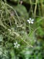 029_22_03abb_Slanozor_volnati_Heliosperma_veselskyi_subsp__widderi_DSC02715a.jpg