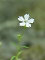 029_22_03abc_Slanozor_volnati_Heliosperma_veselskyi_subsp__widderi_DSC02721aaa.jpg