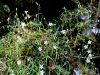 029_22_03abd_Slanozor_volnati_Heliosperma_veselskyi_subsp__widderi_IMG_2977a.jpg