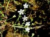 029_22_03abe_Slanozor_volnati_Heliosperma_veselskyi_subsp__widderi_IMG_2973a.jpg