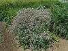 029_27_01ba_kravsa_drobnocvetna_Vaccaria_pyramidata_IMG_2101a.jpg