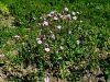 029_27_01be_kravsa_drobnocvetna_Vaccaria_pyramidata_IMG_1405a.jpg