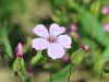 029_27_01bg_kravsa_drobnocvetna_Vaccaria_pyramidata_IMG_1404a.jpg