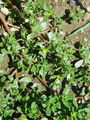 Filename=032_01_01bb_navadni_tolscak_Portulaca_oleracea_DSC02129.jpg
Filesize=324KB
Dimensions=675x900
Date added=Dec 31, 2008 032_01_01bb_navadni_tolscak_Portulaca_oleracea_DSC02129.jpg