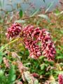 035_01_10ad_Dresen_breskova_Polygonum_persicaria_2012_09050030a.jpg