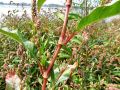 035_01_10ae_Dresen_breskova_Polygonum_persicaria_2012_09050026.jpg