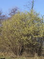 040_01_01ba_navadna_leska_Corylus_avellana_DSC07693.jpg