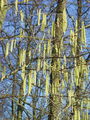 040_01_01bb_navadna_leska_Corylus_avellana_DSC07706.jpg