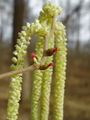 040_01_01bc_navadna_leska_Corylus_avellana_DSC00142.jpg