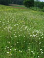 049_01_16ba_brsticni_kamnokrec_Saxifraga_bulbifera_DSC00308.jpg