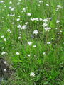 049_01_16bb_brsticni_kamnokrec_Saxifraga_bulbifera_DSC00307.jpg