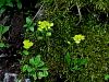 049_02_01cb_vranicnik_premenjalnolistni_cb_Chrysosplenium_alternifolium_IMG_6779a.jpg