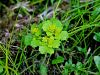 049_02_01cc_vranicnik_premenjalnolistni_Chrysosplenium_alternifolium_IMG_6778a.jpg