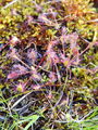 050_01_01ba_dolgolistna_rosika_Drosera_anglica_DSC02996.jpg